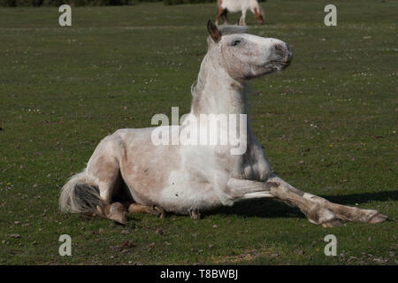 Pony Ponys in New Forest Stockfoto