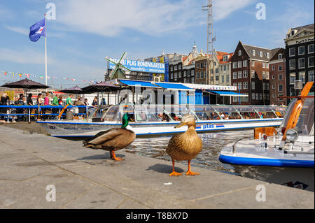 Amsterdam, Niederlande - 18 April 2019: Spirngtime Blick auf die Tanzenden Grachtenhäusern der Damrak Straße, iconic canal Häuser, zwei Enten im Vordergrund Stockfoto