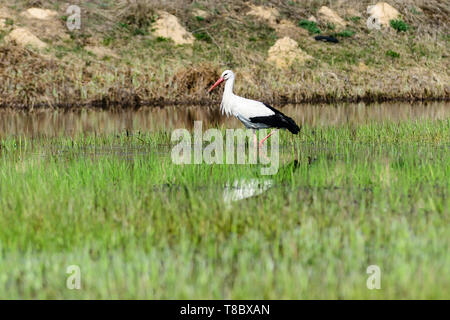 Storch am Pool in der Nähe von Fairhope (Polen) Stockfoto