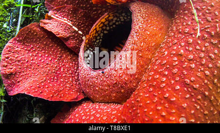 Rafflesia Arnoldii ist die größte Blume der Welt. Große rote Blume Stockfoto