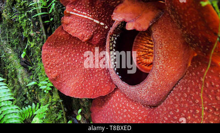 Rafflesia Blume; die größte Blume der Welt, die in Malaysia gefunden, Südostasien Stockfoto