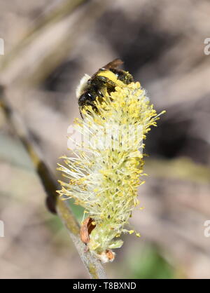 Eine kleine haarige einsam Bee Pollen sammeln auf einem gelben Willow catkin Blume Stockfoto