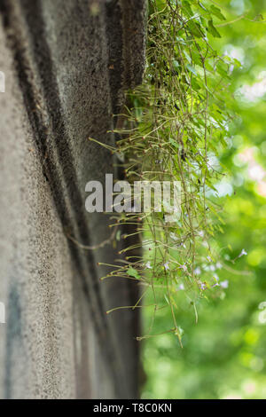 Negative phototropismus von Saatgut von Cymbalaria muralis Stockfoto