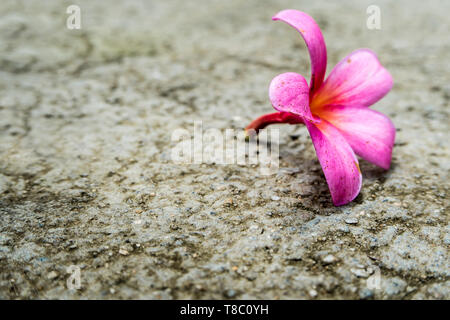 Pink Frangipani Blüten fallen auf Betonboden Stockfoto