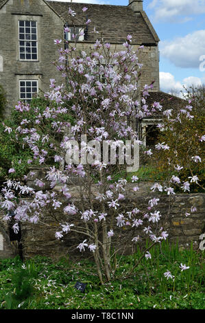 Der Magnolie am Courts Garten, Holt, in der Nähe von Bradford-on-Avon, Wiltshire Stockfoto