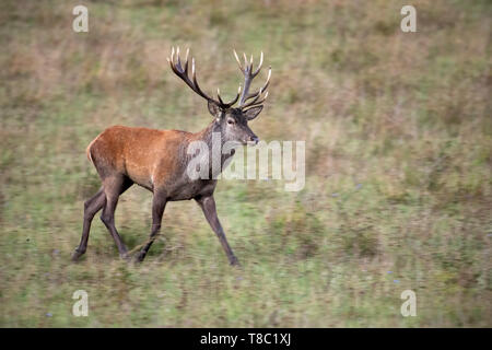 Red deer Hirsch, Cervus elaphus, wandern auf einer Wiese mit trockenem Gras im Herbst. Wild animal Migration in der Natur mit Hintergrund verschwommen durch Bewegung. Stockfoto