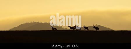 Panoramablick auf die Landschaft des Red deer Herde, Cervus elaphus, Wandern auf einen Horizont bei Sonnenaufgang. Dunkle Silhouetten der wilden Tiere in der Natur mit bunten landscap Stockfoto