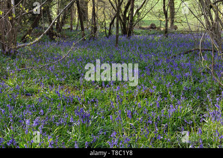 Bluebells in einem Wald in der Nähe von Wimborne, Dorset. Stockfoto