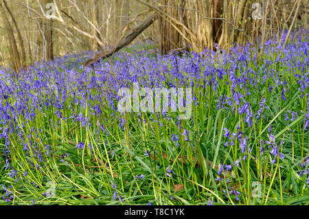 Bluebells in einem Wald in der Nähe von Wimborne, Dorset. Stockfoto