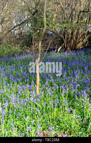 Bluebells in einem Wald in der Nähe von Wimborne, Dorset. Stockfoto