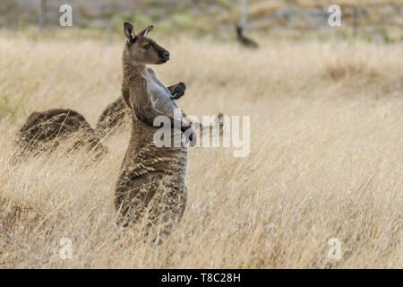 Schöne kangaroo Kratzer seine Brust beim Stehen in einem Feld, Kangaroo Island, Südaustralien Stockfoto