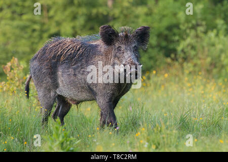 Erwachsene männliche Wildschwein, sus scrofa, im Frühling frische Wiesen mit Blumen. Gefährliche wilde Tier mit großen Stoßzähnen im natürlichen Wald grün Sommer environm Stockfoto