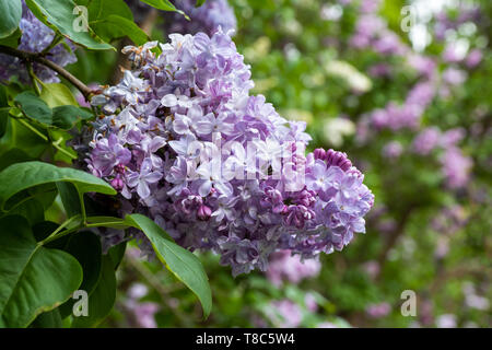Syringa vulgaris Marechal Lannes Flieder blühende Blumen, Familie: Rosaceae, Makro Nahaufnahme. Stockfoto