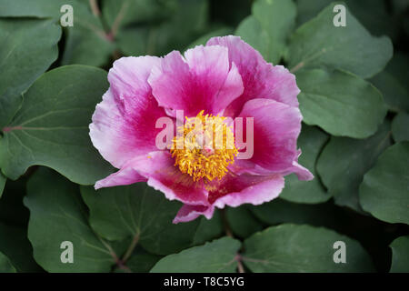 Paeonia tenuifolia Pfingstrose blüht, Familie: Paeoniaceae, Region: Südost- und Osteuropa, Causasus. Stockfoto