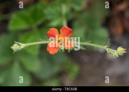 Geum coccineum borisii (ehemals Geum) - Zwerg orange avens oder Red scarlet avens blühende Blume, Pflanze in der rose Familie: Rosaceae, Makro flachen tun Stockfoto