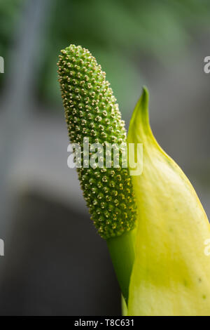 Lysichiton americanus Western Skunk Kohl, Familie: Araceae, Region: Nordamerika. Stockfoto