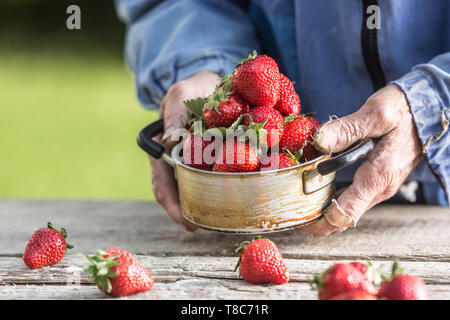 Farme in Händen halten, eine alte Küche Topf voll Frische reife Erdbeeren Stockfoto