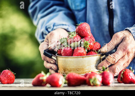 Farme in Händen halten, eine alte Küche Topf voll Frische reife Erdbeeren Stockfoto