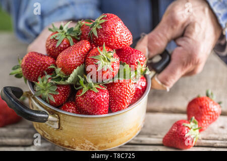 Farme in Händen halten, eine alte Küche Topf voll Frische reife Erdbeeren Stockfoto