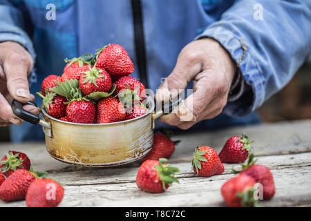 Farme in Händen halten, eine alte Küche Topf voll Frische reife Erdbeeren Stockfoto