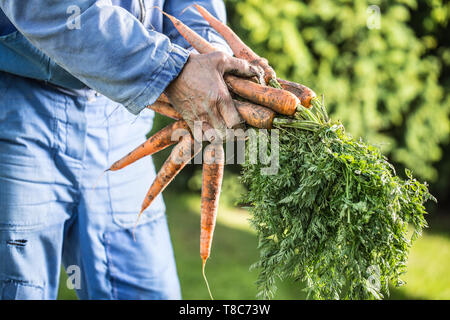 Ein Bauer hält in seinen Händen frisch gereifte Möhren im Garten Stockfoto