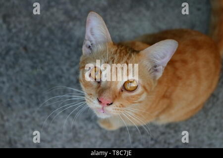 Closeup Augen von niedlichen Ingwer Katze sitzt auf dem Boden Stockfoto