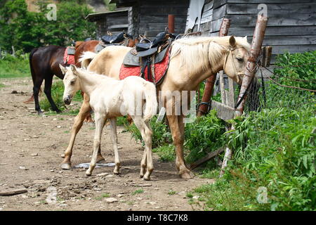 Drei Pferde auf dem Bauernhof, für das Reiten gesattelt Stockfoto