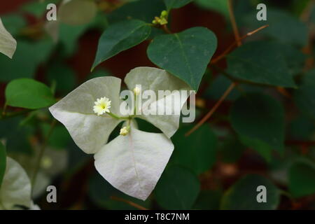 Weiß blühenden Bougainvillea oder Papier Blume unter Sonnenlicht im Garten, selektiven Fokus Stockfoto