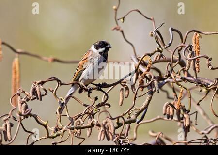 Männliche Rohrammer (Emberiza schoeniclus), East Sussex, Großbritannien Stockfoto