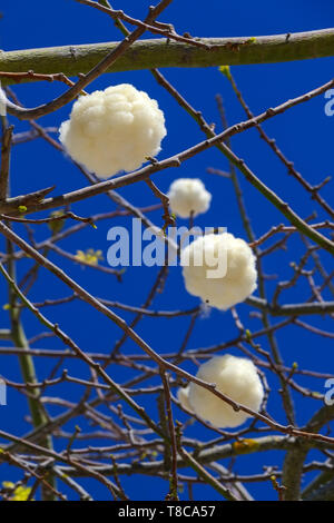 Baum und Blumen aus Seide Glasschlacke Baum, Ceiba insignis, Chorisia Speciosa Stockfoto