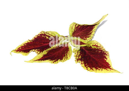 Blätter mit verschiedenen Farben von Coleus lackiert Brennnessel Pflanze isoliert auf weißem Hintergrund Stockfoto