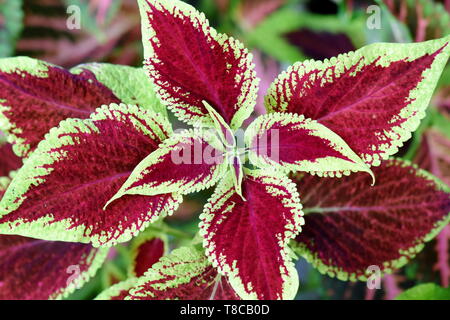 Blätter mit verschiedenen Farben von Coleus lackiert Brennnessel Pflanze Stockfoto