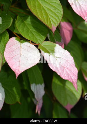 Buntes Laub auf Actinidia kolomikta panaschierten Blättern hardy Kiwi Stockfoto