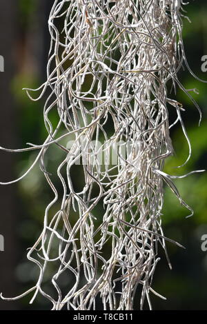 Epiphyt anlage Spanisches Moos Tillandsia usneoides hängen von einem Baum Stockfoto