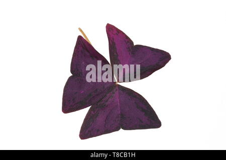 Red Leaf von Oxalis triangularis false shamrock Anlage auf weißem Hintergrund Stockfoto