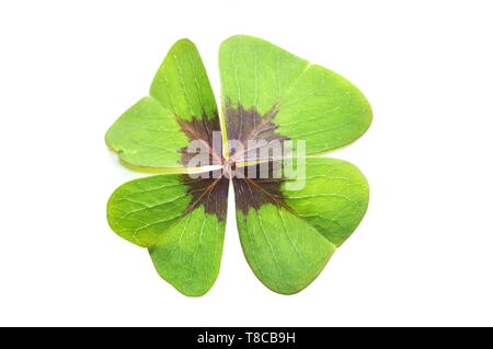 Blatt von Oxalis ironcross auf weißem Hintergrund Stockfoto