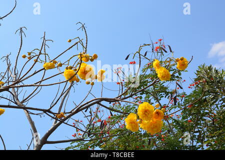 Cochlospermum regium Blume auf blauen Himmel. Gelbe Cotton Tree, suphannika Stockfoto