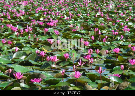 Diese spektakuläre Ort ist die Heimat von Millionen von Lotus Blumen und passenderweise den Roten Lotus Meer oder Talay Bua Daeng Stockfoto