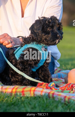 Eine Dame in eine weiße Bluse mit ihrer sehr jungen Welpen ein Picknick geniessen. Stockfoto