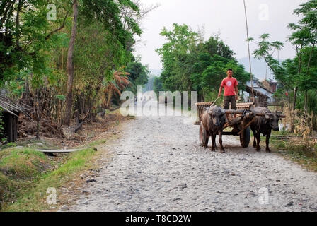 Bauer führt eine Karre von Ochsen gezogen, Nepal Stockfoto