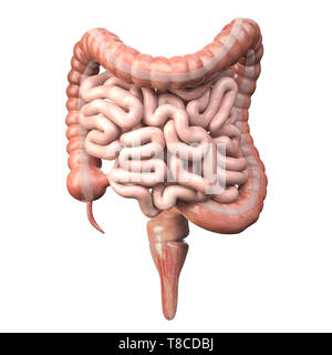 Die großen und kleinen Darm isoliert auf Weiss. Menschliche Verdauungssystem Anatomie. Magen-darm-Trakt. 3D-Darstellung Stockfoto