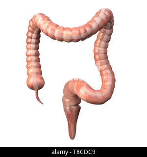 Dickdarm medizinisch genaue isoliert auf Weiss. Menschliche Verdauungssystem Anatomie. Magen-darm-Trakt. 3D-Darstellung Stockfoto