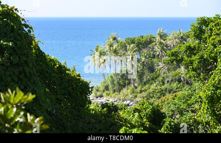 (Selektive Fokus) einen atemberaubenden Blick auf einen wunderschönen tropischen Wald mit Palmen und türkisfarbenes Meer an einem sonnigen Tag in Phuket, Thailand. Stockfoto