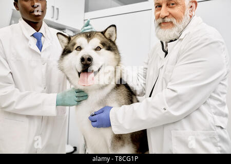 Professionelle Tierärzte mit Alaskan Malamute in Tierklinik posieren. Glücklich, schöne große Hund sitzend, in die Kamera zu schauen. Stattliche Ärzte tragen in Weiß medizinische Kleider. Stockfoto