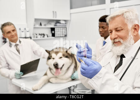 Älterer Mann in Blau Handschuhe holding Spritze zur Impfung. Reifen Arzt Ordner, afrikanische Arzt für den Hintergrund. Fröhliche Tierärzte Heilung Alaskan Malamute. Stockfoto