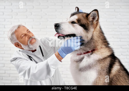 Professionelle vet Prüfung der Zähne des Alaskan Malamute. Tierarzt tragen in Weiß medizinische Kleid und blaue Handschuhe Prüfung Alaskan Malamute. Große freundliche Hund in der Tierklinik. Stockfoto