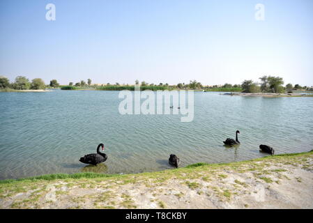 Schwarze Schwäne schwimmen im Al Qudra, Seen, Dubai, Vereinigte Arabische Emirate Stockfoto