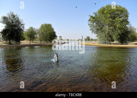 Landschaft von Al qudra Seen am Tag, Dubai, Vereinigte Arabische Emirate Stockfoto