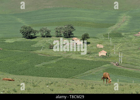 Landschaft bei Bashang Grünland mit Pferden in der Provinz Hebei, China Stockfoto