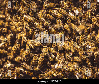 Honigbienen Schwarm um ihre Königin, als sie einen Bienenstock links. Stockfoto